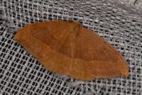 Watsonalla cultraria