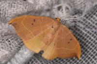 Watsonalla binaria