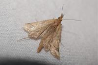 Synaphe punctalis