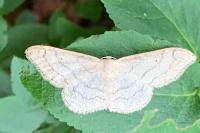 Idaea aversata