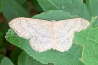 Idaea aversata