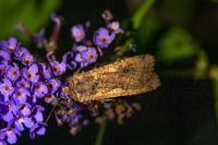 Peridroma saucia