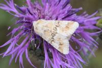 Eremobia ochroleuca