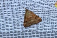 Pyrausta despicata