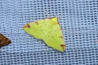 Opisthograptis luteolata