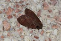 Dendrolimus pini pini