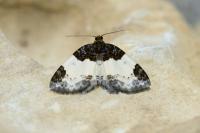Mesoleuca albicillata