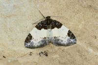 Mesoleuca albicillata