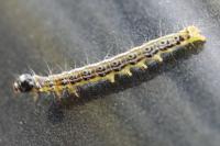 Cydalima perspectalis