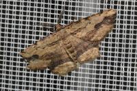 Menophra abruptaria