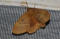 Lasiocampa quercus quercus