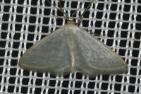 Idaea subsericeata