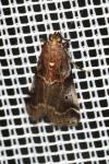 Acrobasis suavella