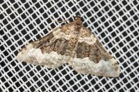 Epirrhoe galiata