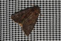Mesapamea secalella/secalis