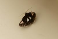 Aedia funesta