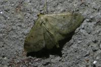 Idaea biselata