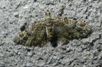 Gymnoscelis rufifasciata