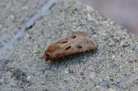 Agrotis exclamationis exclamationis