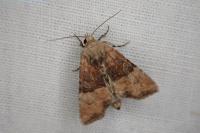 Mesoligia furuncula