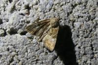 Mesoligia furuncula