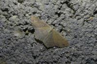 Cyclophora