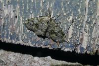 Cleorodes lichenaria