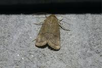 Hoplodrina ambigua/blanda