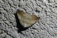Laspeyria flexula