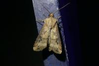 Agrotis ipsilon
