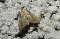 Endotricha flammealis