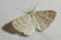 Perizoma albulata