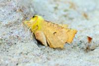 Ennomos alniaria