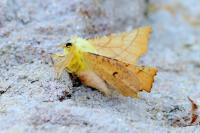 Ennomos alniaria