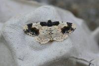 Ligdia adustata