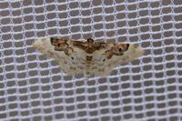 Idaea rusticata