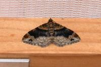 Xanthorhoe ferrugata