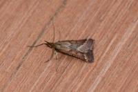Synaphe punctalis