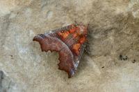 Scoliopteryx libatrix