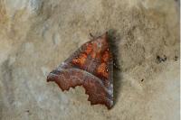 Scoliopteryx libatrix