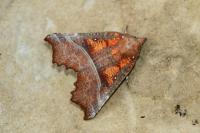 Scoliopteryx libatrix