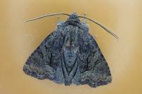 Oligia