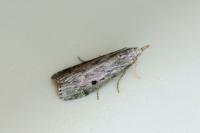 Aphomia sociella