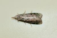 Aphomia sociella