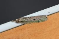 Aphomia sociella