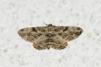 Peribatodes rhomboidaria rhomboidaria