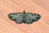Pasiphila rectangulata