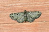 Pasiphila rectangulata