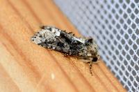 Oligia strigilis/versicolor