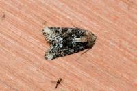 Oligia strigilis/versicolor